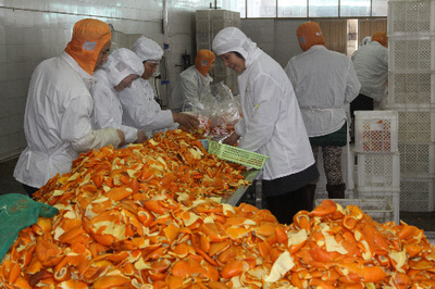 從廢料到珍寶 桔子皮如何成為綠帆達創新食品的綠色引擎